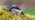 Grass snake on moss