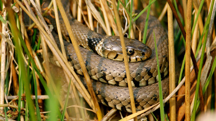 Grass snake curled up in the grass basking in the sun