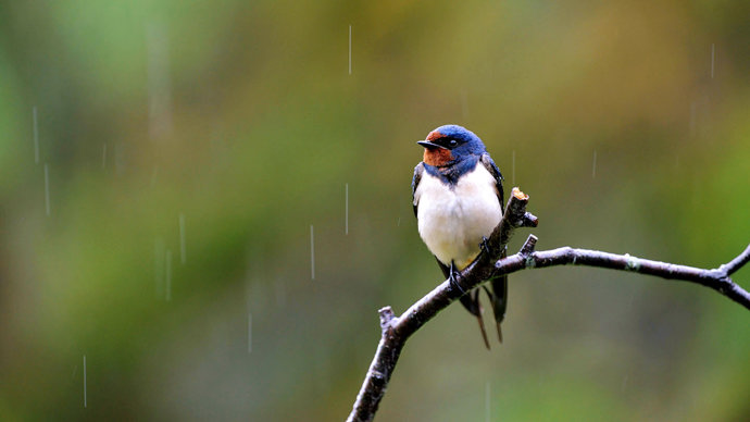 Swallow perched on branch in the rain