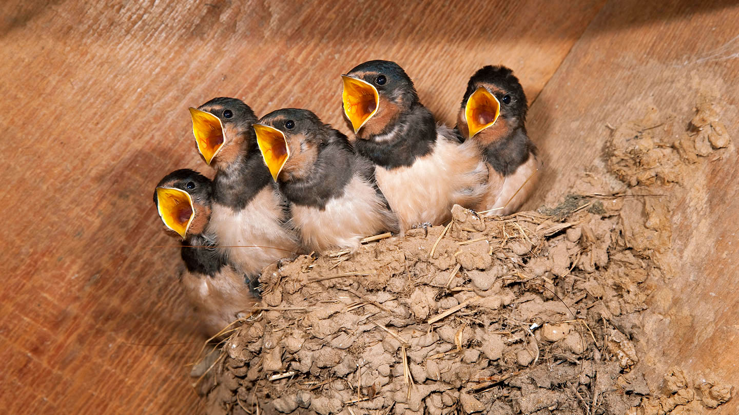 What to Do if You Find a Baby Bird