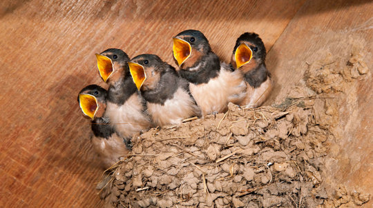 Baby Bird Identification Uk Garden Birds Woodland Trust Baby Bird Identification Uk Garden Birds Woodland Trust