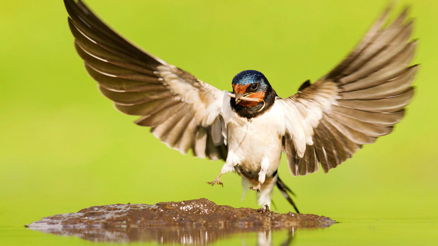 Swallow (Hirundo rustica) British Birds Woodland Trust