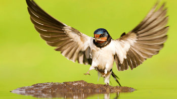 Swallow at pool collecting mud for nest building with wings outstretched