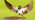 Swallow at pool collecting mud for nest building with wings outstretched