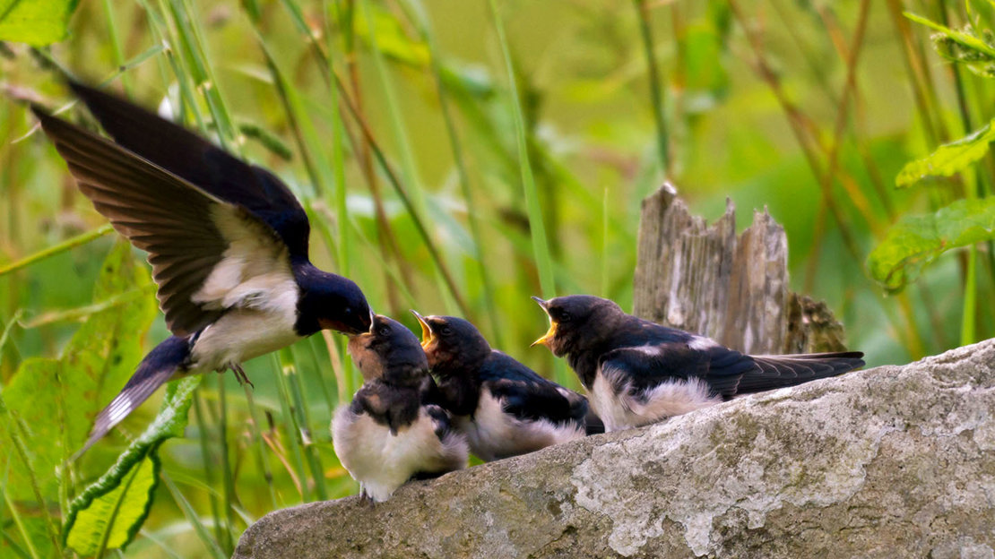 Swallow chicks being fed