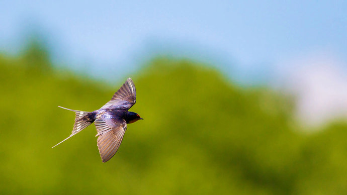 Swallow in flight