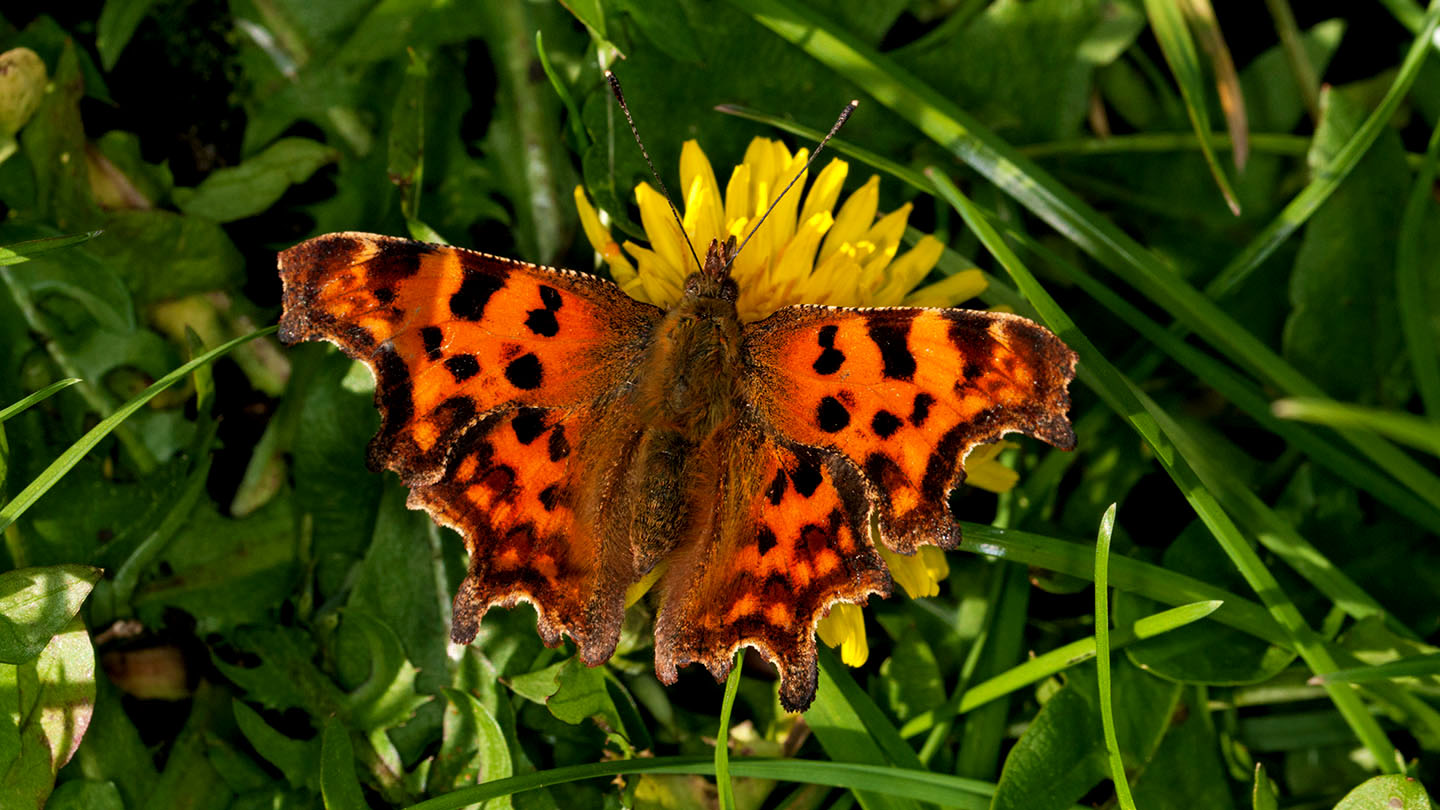 www.woodlandtrust.org.uk