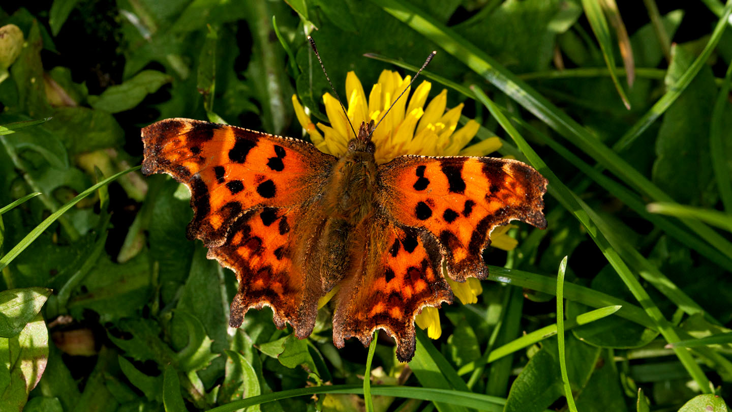 Comma Uk Insect Comma (Polygonia c-album) - Butterflies - Woodland Trust