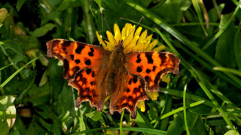 Comma butterfly in grass Comma butterfly in grass