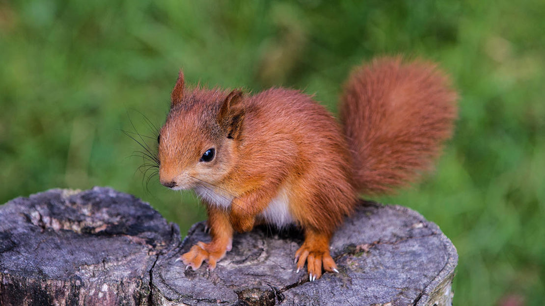 red squirrel juvenile on tree stump