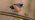 Brambling on twig