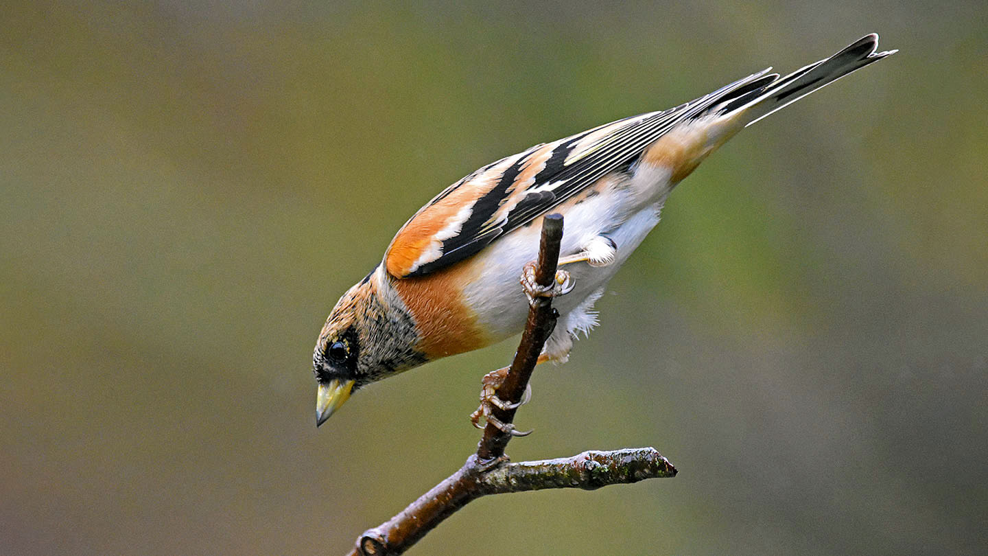 British Finches: Identification Guide and Songs - Woodland Trust