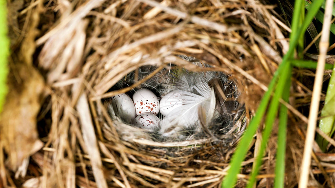 Willow warbler eggs in nest