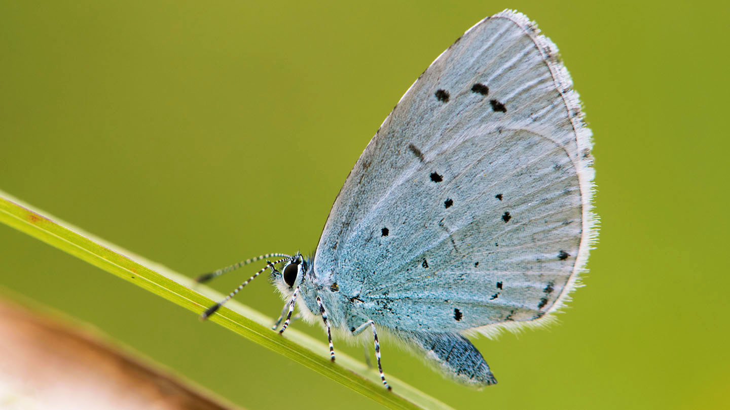 Holly blue (Celastrina argiolus) Butterflies Woodland Trust