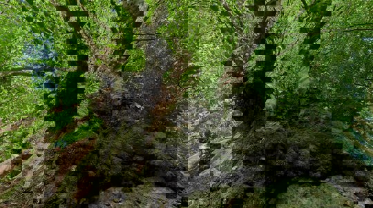 Ancient beech tree in the Wye Valley