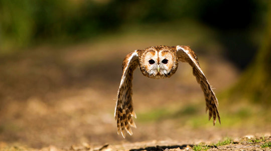 Mammals British Animals Woodland Trust