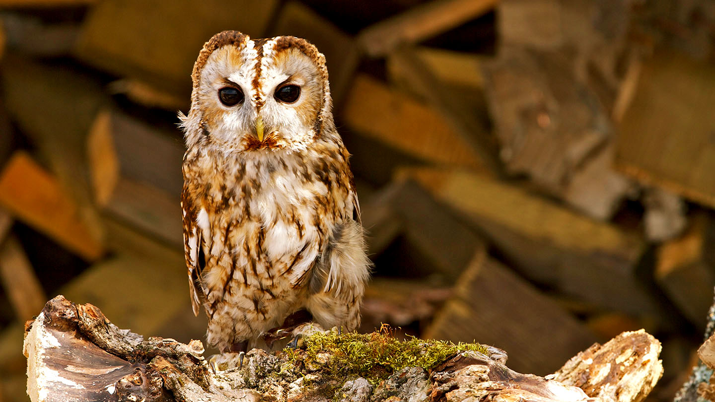 Tawny Owl (Strix aluco) - British Birds - Woodland Trust