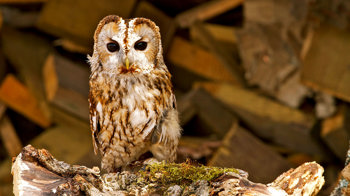 Tawny owl perched facing camera Tawny owl perched facing camera