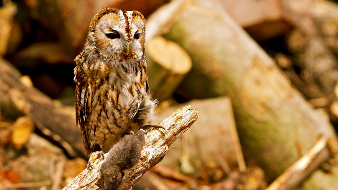 Tawny owl perched with prey
