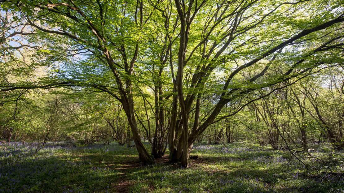 Coppiced Tree Example How to Identify Trees: A Simple Guide - Woodland Trust