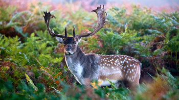 Majestic fallow deer stag in dense woodland Majestic fallow deer stag in dense woodland