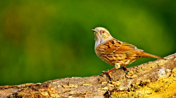 Dunnock on tree branch Dunnock on tree branch