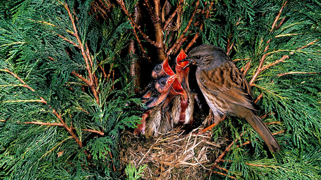 Dunnock Prunella Modularis British Birds Woodland Trust dunnock-prunella-modularis-british-birds-woodland-trust