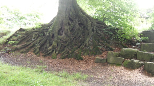 ladderedge country park woodland trust