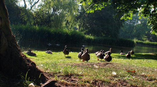 ladderedge country park woodland trust
