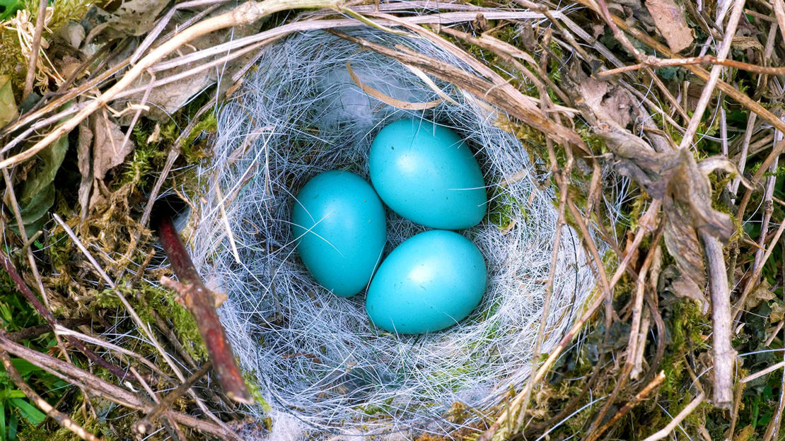 Dunnock eggs in nest