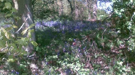 deep hayes country park woodland trust