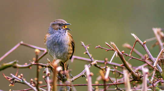 Dunnock in hedge.