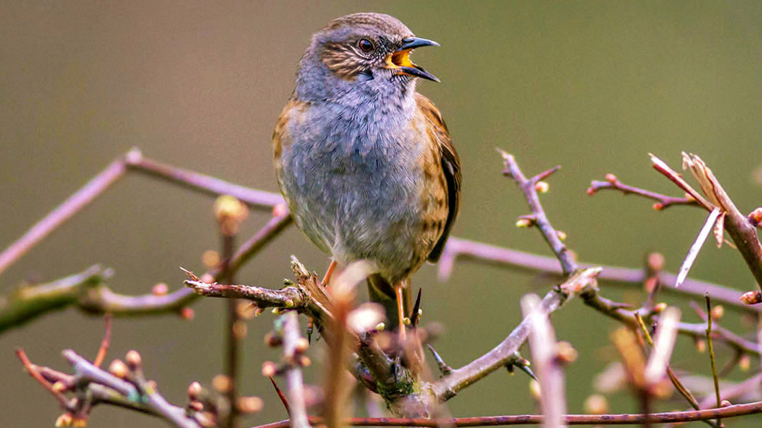 Dunnock in hedge Dunnock in hedge