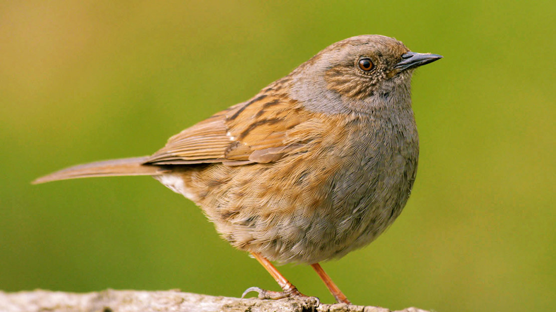 Dunnock closeup