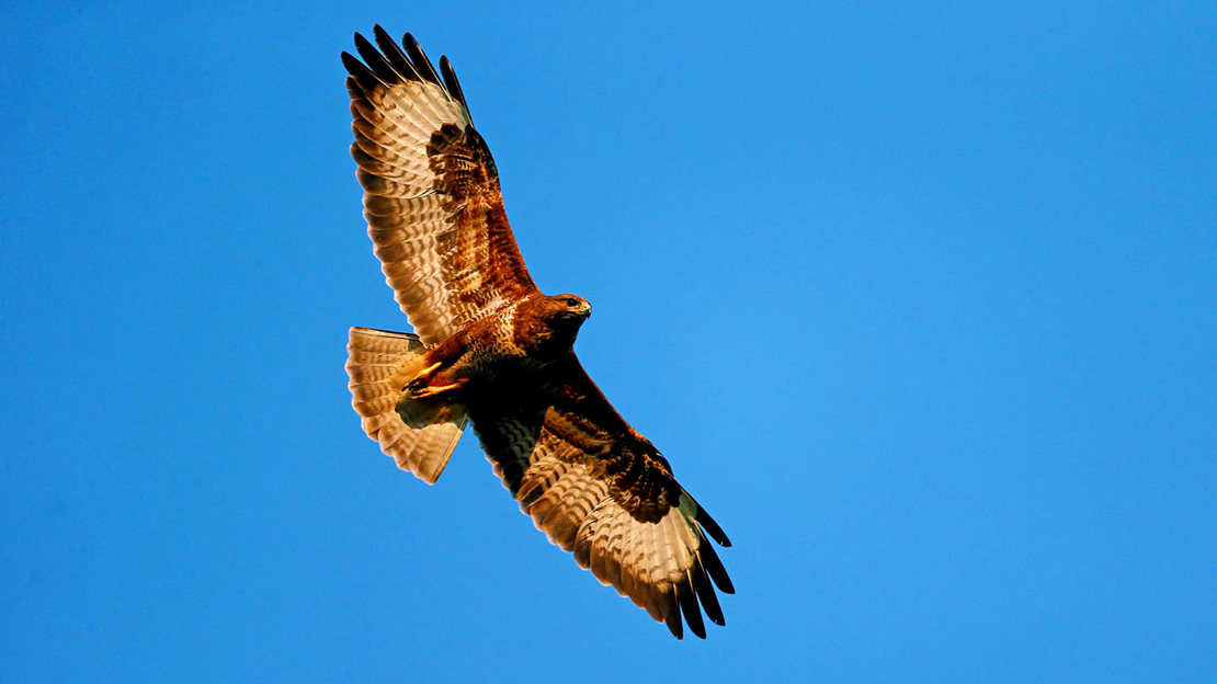 Buzzard in flight against bright blue sky