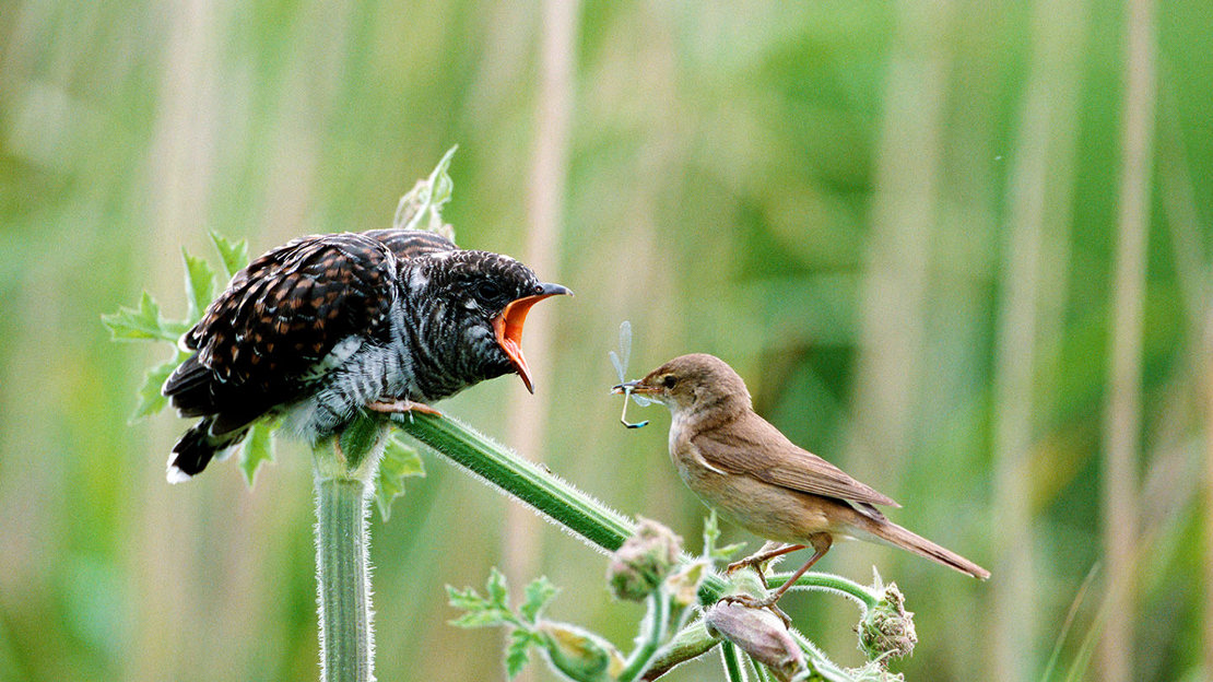 Cuckoo juvenile fed by reed warbler