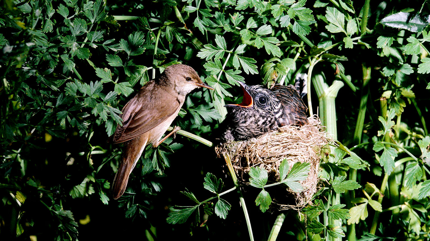 Cuckoo (Cuculus canorus) British Birds Woodland Trust Cuckoo (Cuculus canorus) British Birds Woodland Trust