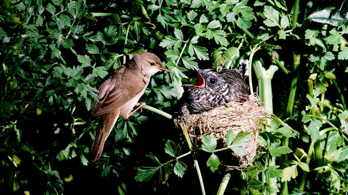 Cuckoo chick in reed warbler nest