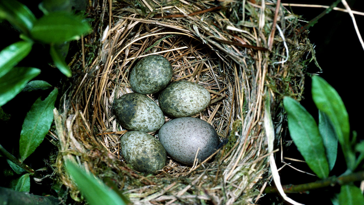 Cuckoo (Cuculus canorus) British Birds Woodland Trust