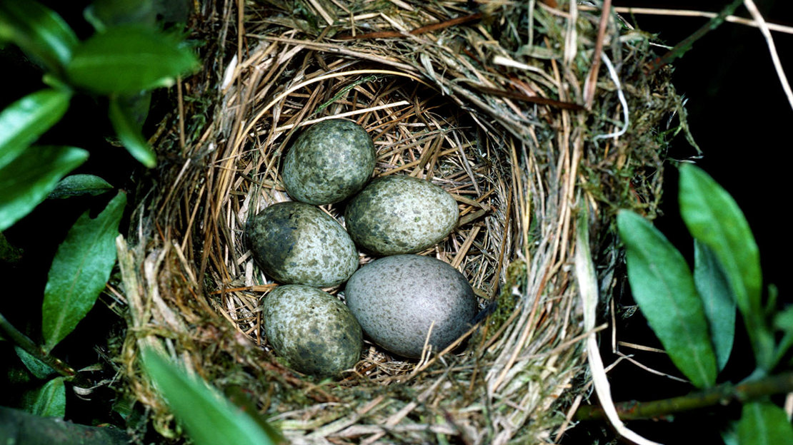 Reed warbler nest with own eggs and cuckoo egg