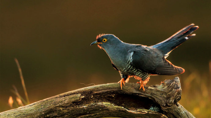Male cuckoo hunting for caterpillars