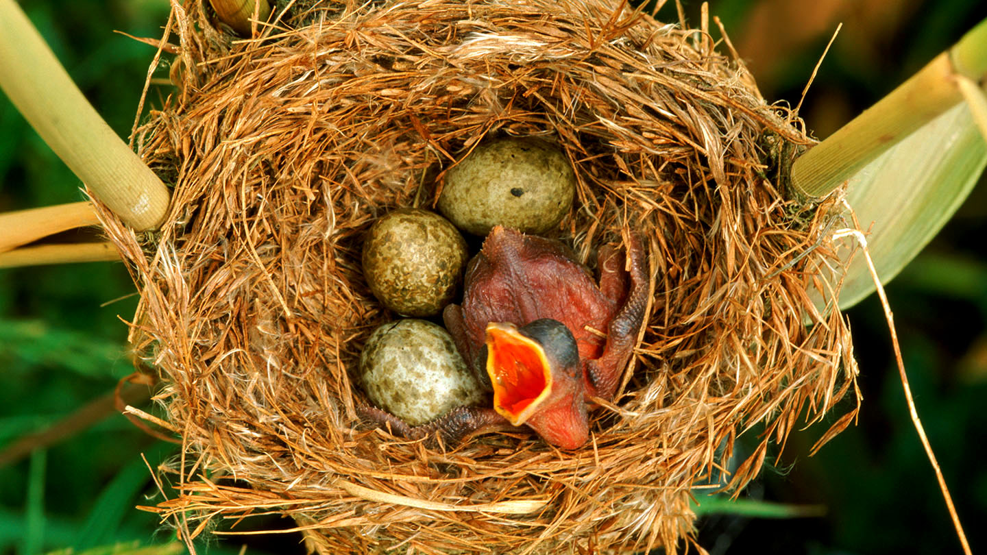 Cuckoo (Cuculus canorus) British Birds Woodland Trust