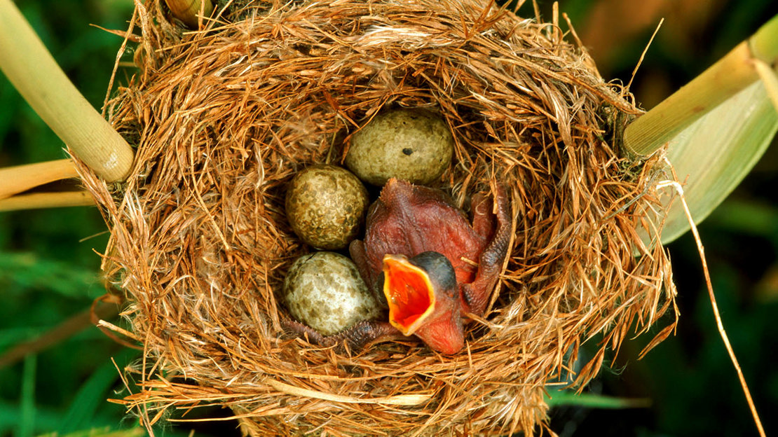 Cuckoo chick in reed warbler's nest