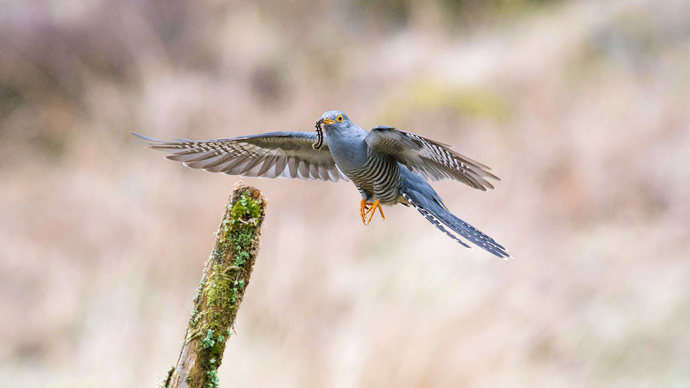 Cuckoo flying with caught caterpillar