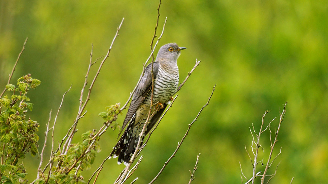 Cuckoo in woodland