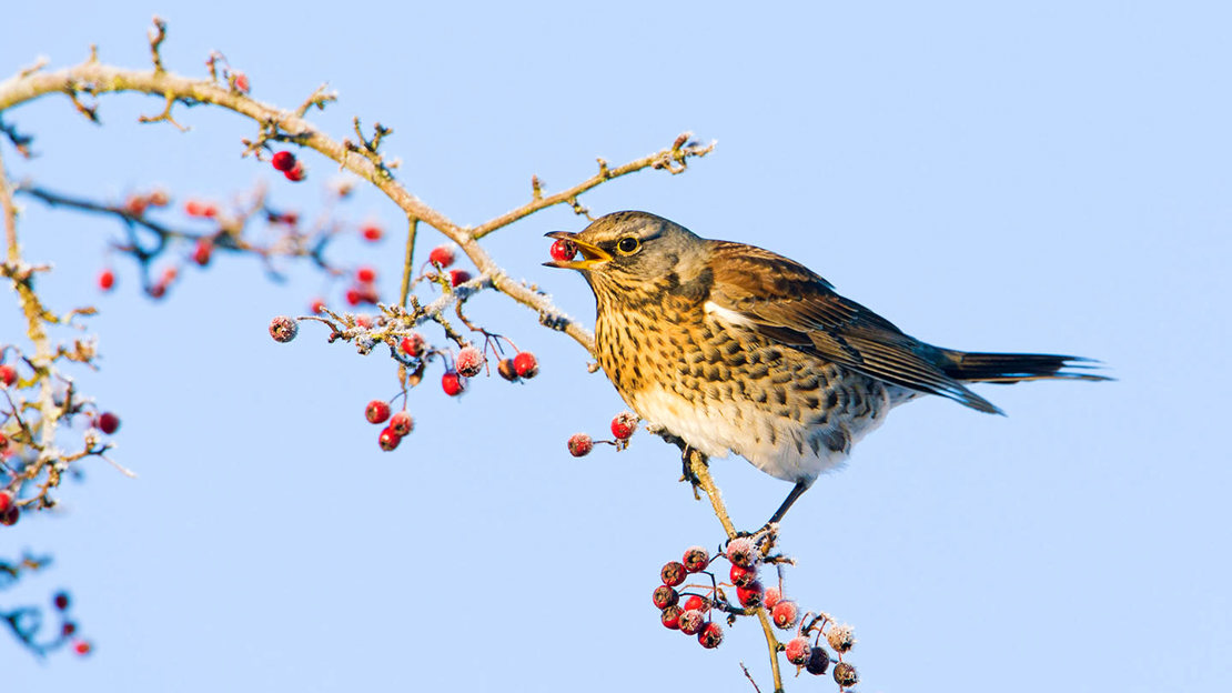 Fieldfare feeding on hawthorn berries