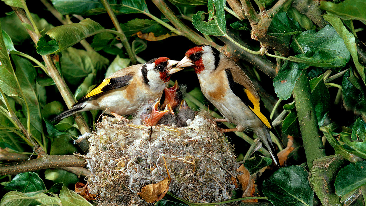 Goldfinch (Carduelis carduelis) - British Birds - Woodland Trust