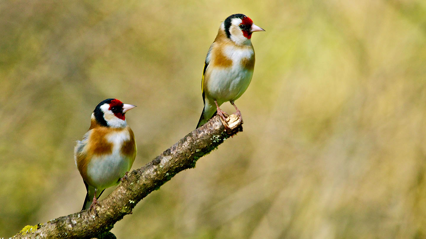 Goldfinch (Carduelis carduelis) - British Birds - Woodland Trust