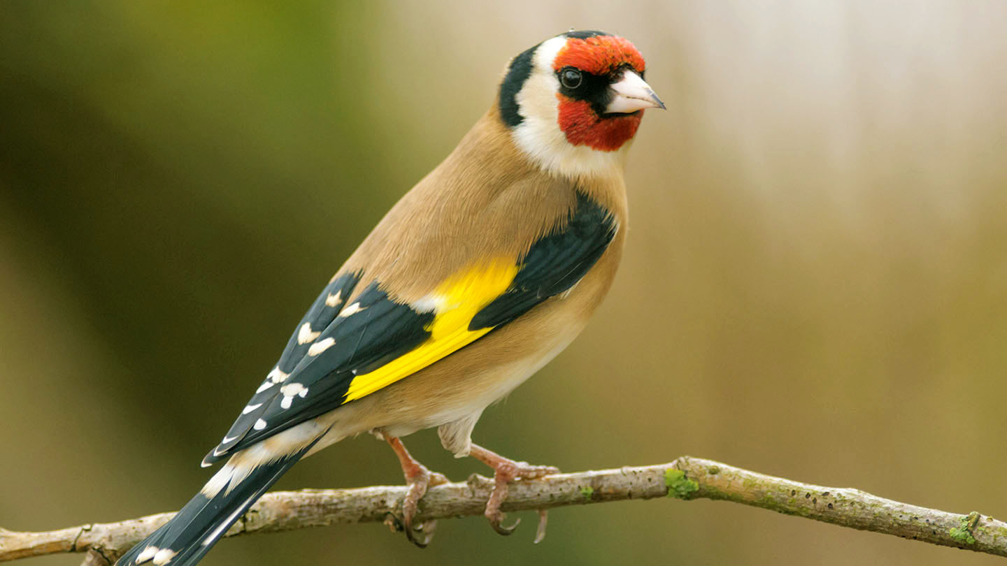 Goldfinch (Carduelis carduelis) British Birds Woodland Trust