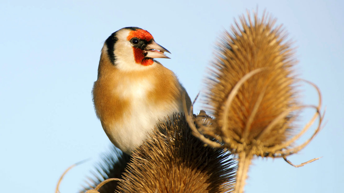 Goldfinch eating teasel seed